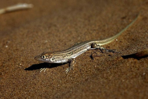 Brzo bujno - malo pumpanje Brzo bujno - malo pumpanje